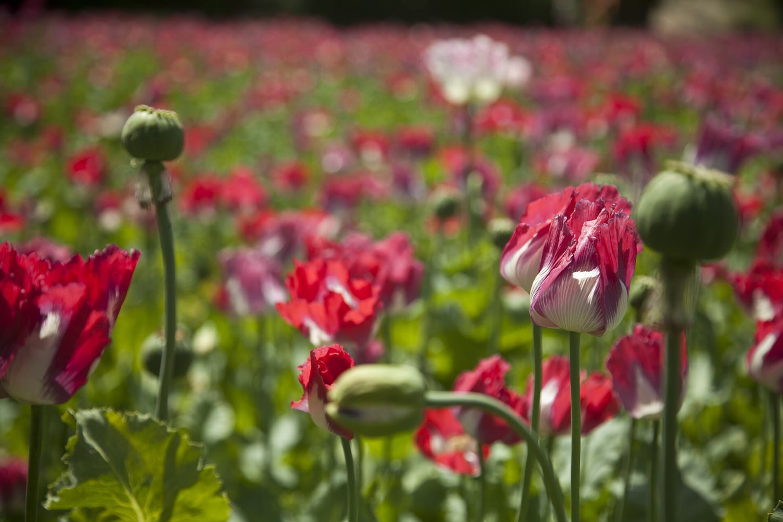Campo de amapolas rojas y blancas en flor, con cápsulas verdes, en la provincia de Helmand