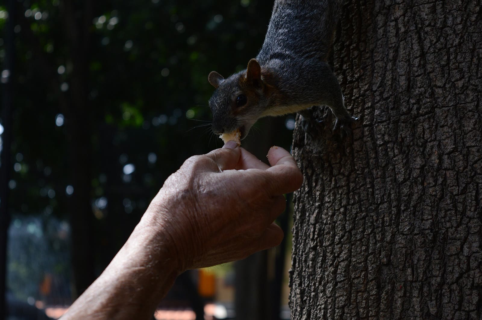 A grey squirrel on a tree trunk takes food from a person's hand