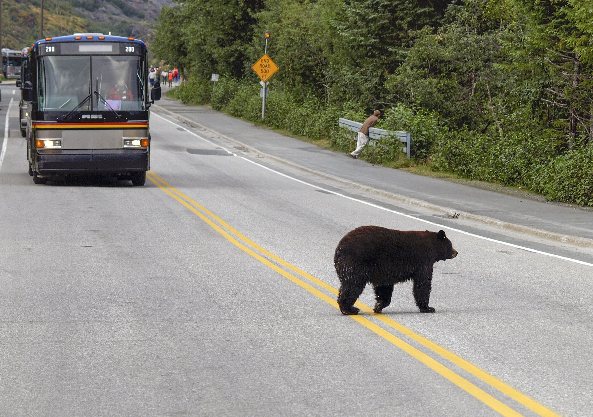 Un oso negro cruzando una carretera junto al bosque